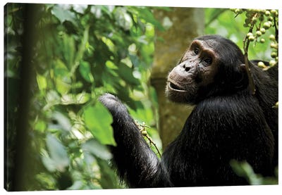 Africa, Uganda, Kibale National Park. Young adult male chimpanzee eating figs. Canvas Art Print