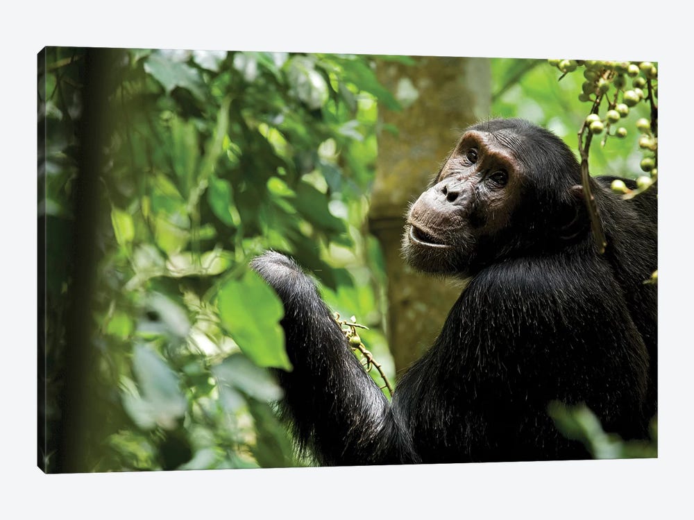 Africa, Uganda, Kibale National Park. Young adult male chimpanzee eating figs. by Kristin Mosher 1-piece Canvas Art Print