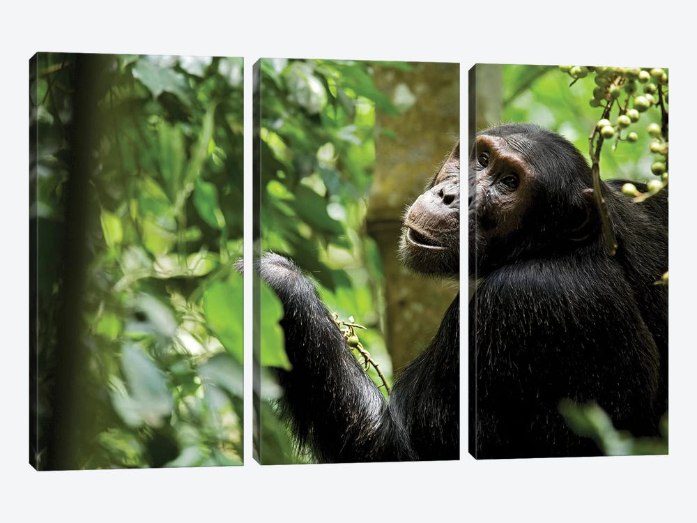 Africa, Uganda, Kibale National Park. Young adult male chimpanzee eating figs. by Kristin Mosher 3-piece Canvas Art Print