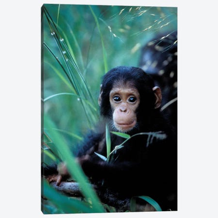 Chimpanzees At Play, Africa, Tanzania, Gombe Np, Canvas Print #MSR5} by Kristin Mosher Art Print