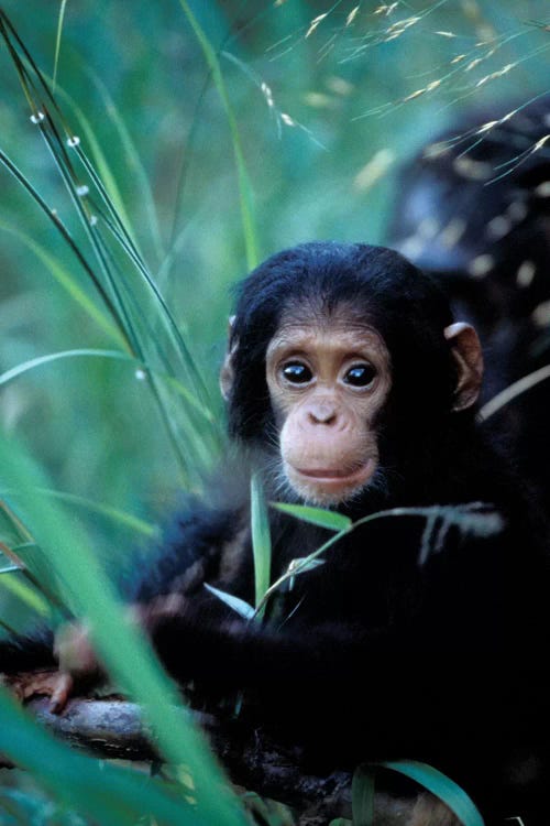 Chimpanzees At Play, Africa, Tanzania, Gombe Np,