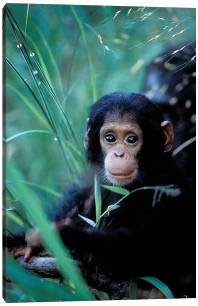 Chimpanzees At Play, Africa, Tanzania, Gombe Np, Canvas Art Print - Chimpanzees
