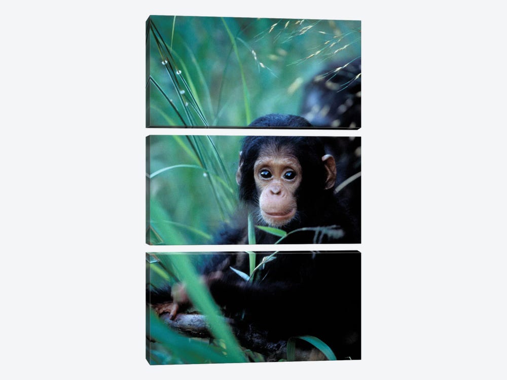 Chimpanzees At Play, Africa, Tanzania, Gombe Np, by Kristin Mosher 3-piece Canvas Artwork