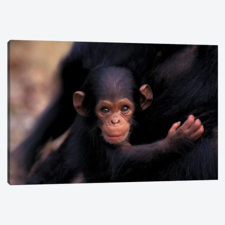 Flirt, A 3-Week-Old Chimpanzee, Africa, Tanzania, Gombe Nat'L Park Canvas Print #MSR6} by Kristin Mosher Art Print