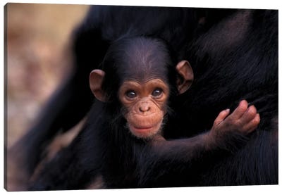 Flirt, A 3-Week-Old Chimpanzee, Africa, Tanzania, Gombe Nat'L Park Canvas Art Print