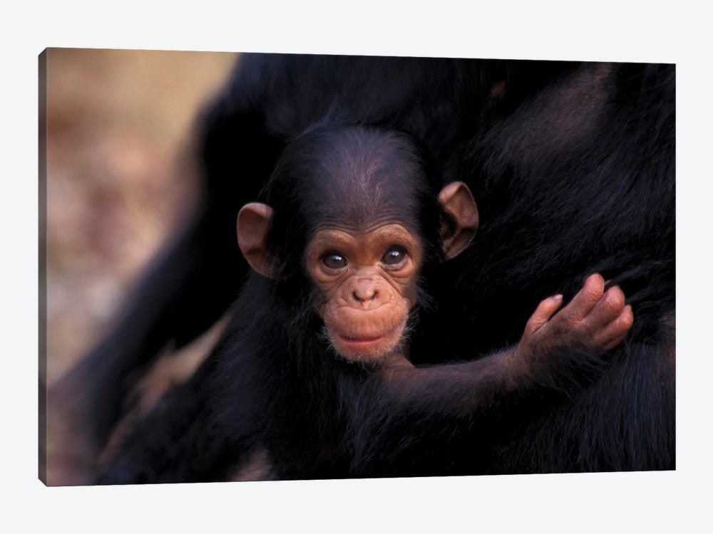 Flirt, A 3-Week-Old Chimpanzee, Africa, Tanzania, Gombe Nat'L Park by Kristin Mosher 1-piece Canvas Art Print