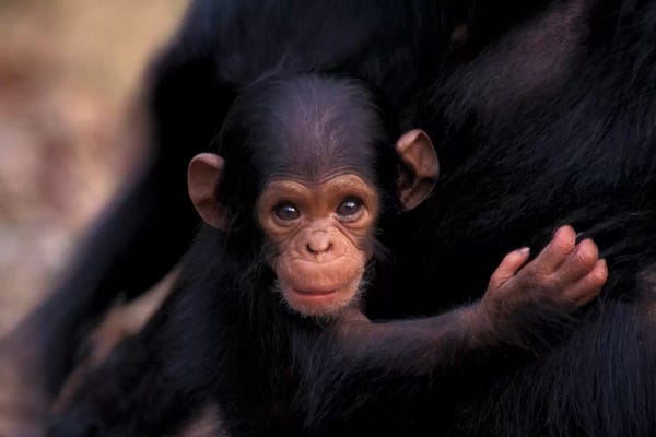 Tanzania: Flirt, A 3-Week-Old Chimpanzee, Africa, Tanzania, Gombe Nat'L Park by Kristin Mosher