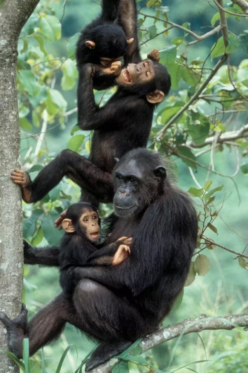 Young Male Chimpanzees Play Above Mother And Infant, Africa, Tanzania, Gombe National Park