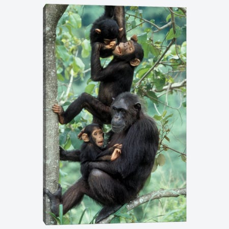 Young Male Chimpanzees Play Above Mother And Infant, Africa, Tanzania, Gombe National Park Canvas Print #MSR7} by Kristin Mosher Canvas Art Print