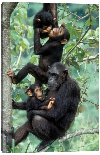 Young Male Chimpanzees Play Above Mother And Infant, Africa, Tanzania, Gombe National Park Canvas Art Print - Chimpanzees