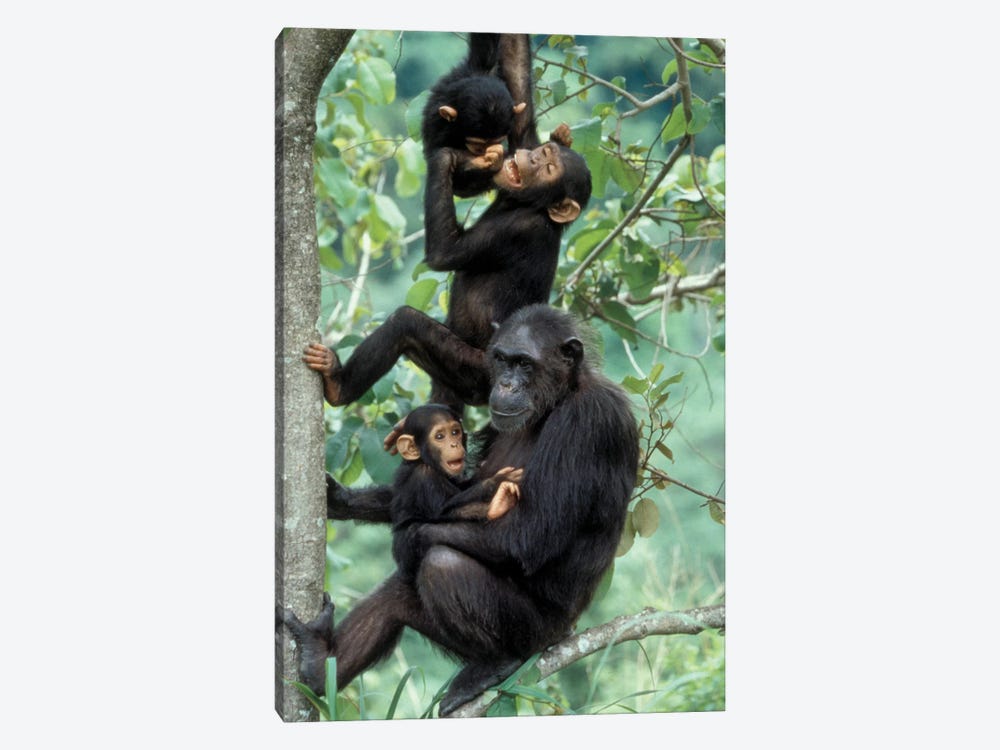 Young Male Chimpanzees Play Above Mother And Infant, Africa, Tanzania, Gombe National Park by Kristin Mosher 1-piece Canvas Artwork