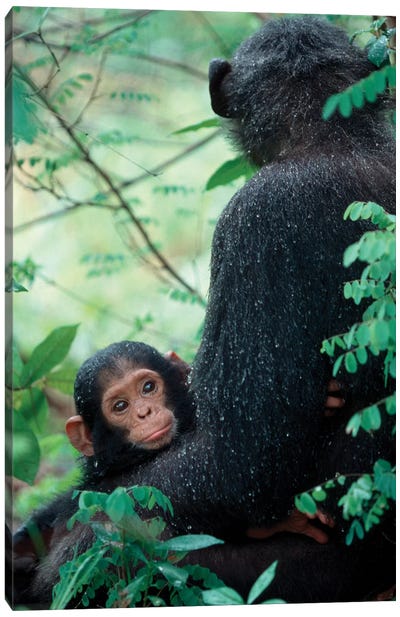 Infant Chimpanzee With Mother Sit Covered In Rain Drops After A Storm, Gombe National Park, Tanzania Canvas Art Print - Primate Art