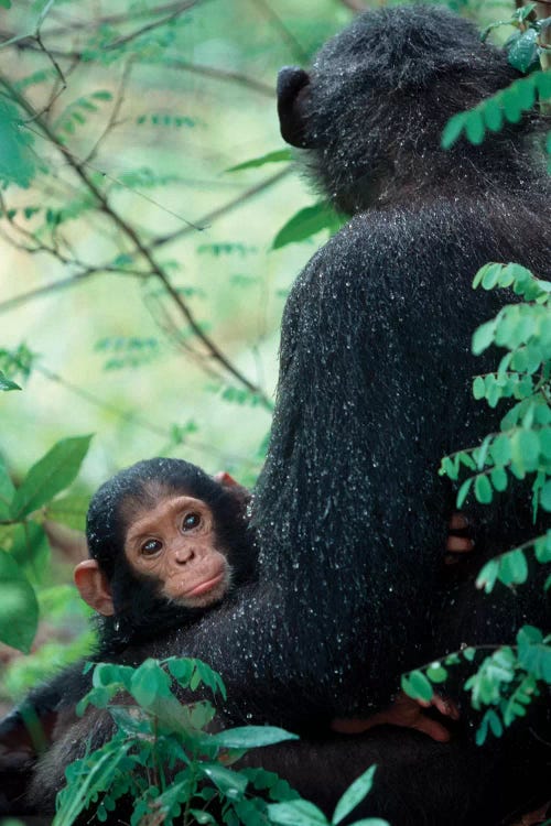 Infant Chimpanzee With Mother Sit Covered In Rain Drops After A Storm, Gombe National Park, Tanzania