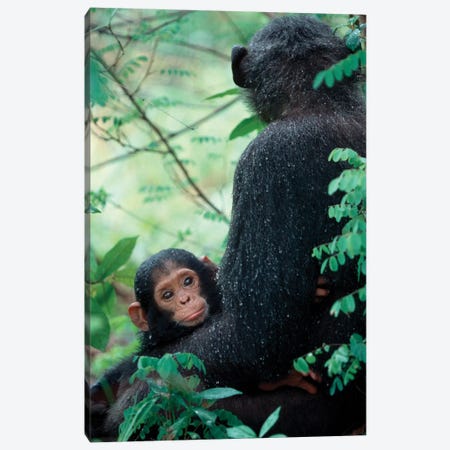 Infant Chimpanzee With Mother Sit Covered In Rain Drops After A Storm, Gombe National Park, Tanzania Canvas Print #MSR8} by Kristin Mosher Canvas Wall Art