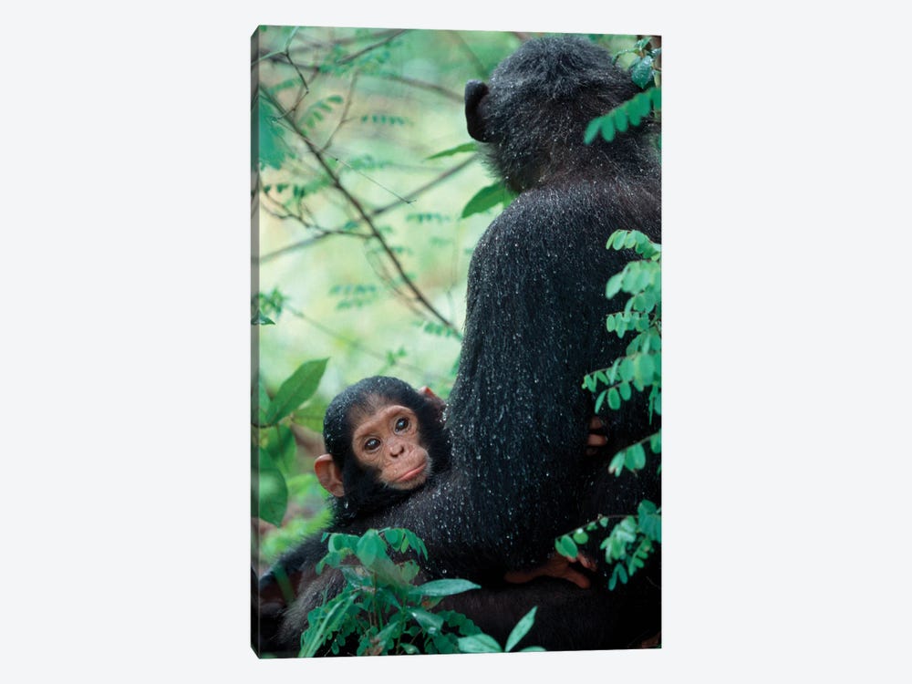 Infant Chimpanzee With Mother Sit Covered In Rain Drops After A Storm, Gombe National Park, Tanzania by Kristin Mosher 1-piece Art Print
