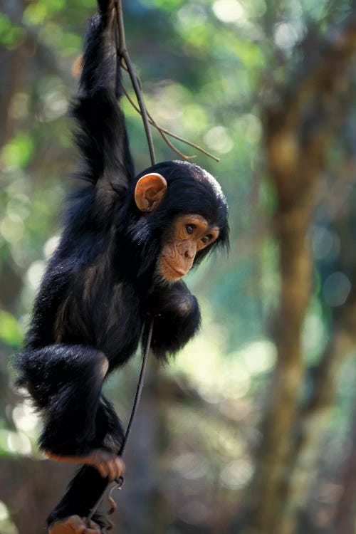 Young Chimpanzee Male, Gombe National Park, Tanzania