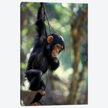 Young Chimpanzee Male, Gombe National Park, Tanzania Canvas Print #MSR9} by Kristin Mosher Canvas Wall Art