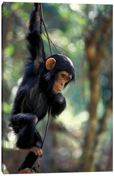Young Chimpanzee Male, Gombe National Park, Tanzania Canvas Art Print - Chimpanzee Art