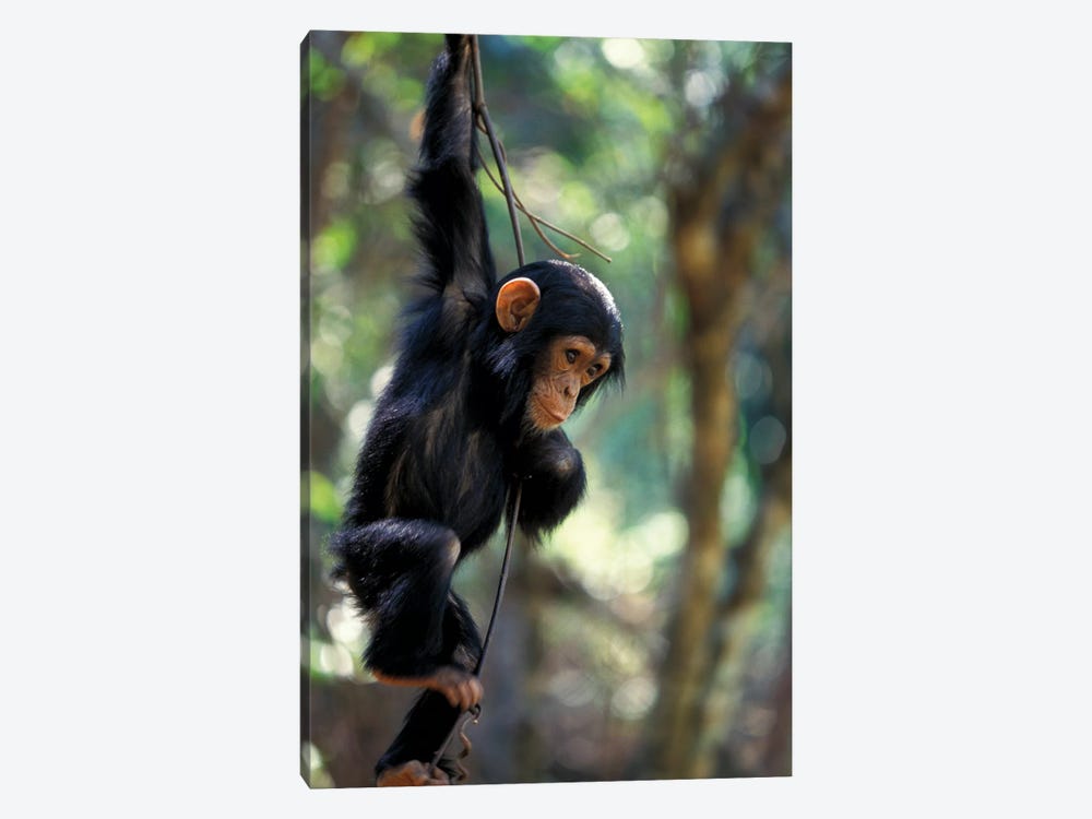 Young Chimpanzee Male, Gombe National Park, Tanzania by Kristin Mosher 1-piece Canvas Artwork
