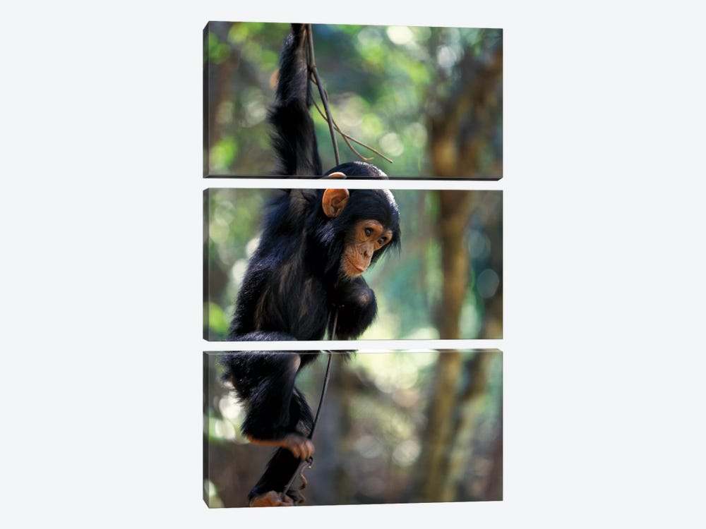 Young Chimpanzee Male, Gombe National Park, Tanzania by Kristin Mosher 3-piece Canvas Art