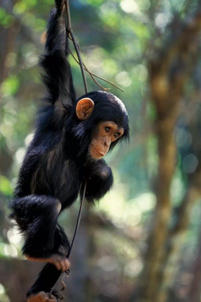 Tanzania: Young Chimpanzee Male, Gombe National Park, Tanzania by Kristin Mosher
