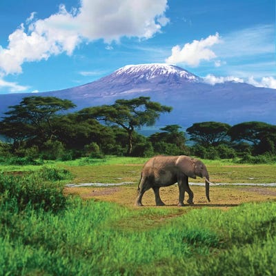 A Lone African Elephant With Mount Kilimanjar - Art Print | Miva Stock