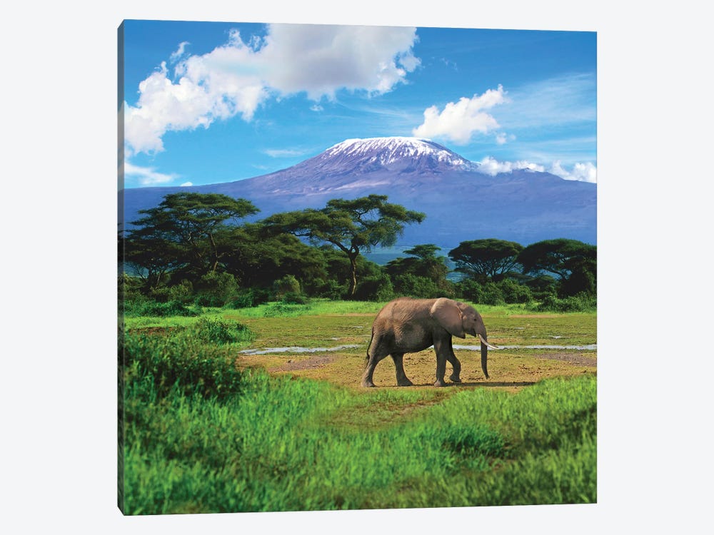 A Lone African Elephant With Mount Kilimanjar - Art Print | Miva Stock