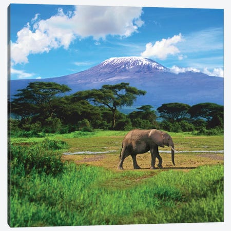 A Lone African Elephant With Mount Kilimanjaro In The Background, Amboseli National Park, Kenya Canvas Print #MST1} by Miva Stock Canvas Art
