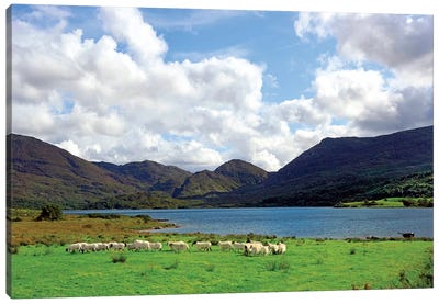 Sheep Near A Small Lake In The Gap Of Dunloe, Killarney National Park, Ireland Canvas Art Print - Ireland Art
