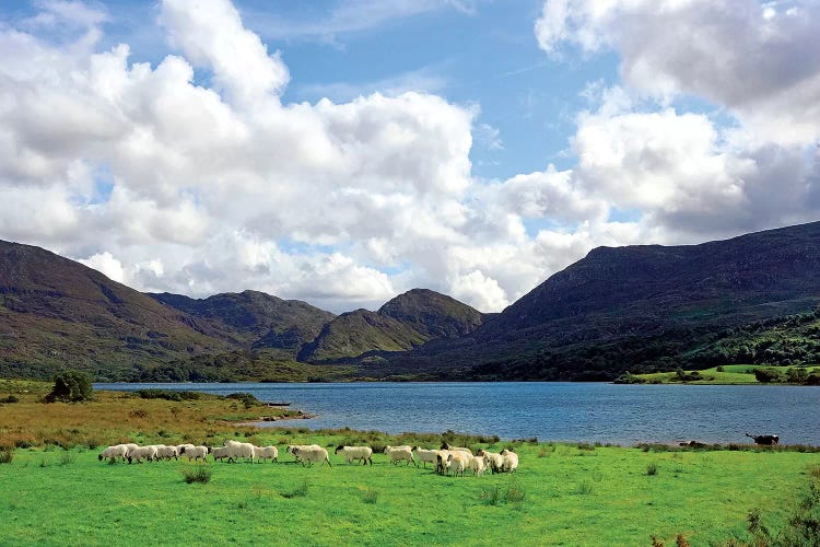 Sheep Near A Small Lake In The Gap Of Dunloe, Killarney National Park, Ireland