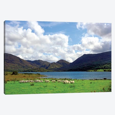 Sheep Near A Small Lake In The Gap Of Dunloe, Killarney National Park, Ireland Canvas Print #MST3} by Miva Stock Canvas Art