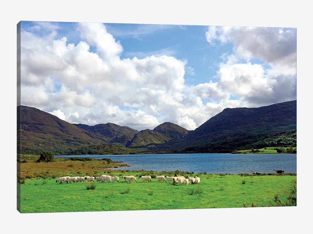 Sheep Near A Small Lake In The Gap Of Dunloe, Killarney National Park, Ireland by Miva Stock 1-piece Canvas Wall Art