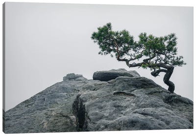 Foggy Pine Canvas Art Print - Michael Schwan