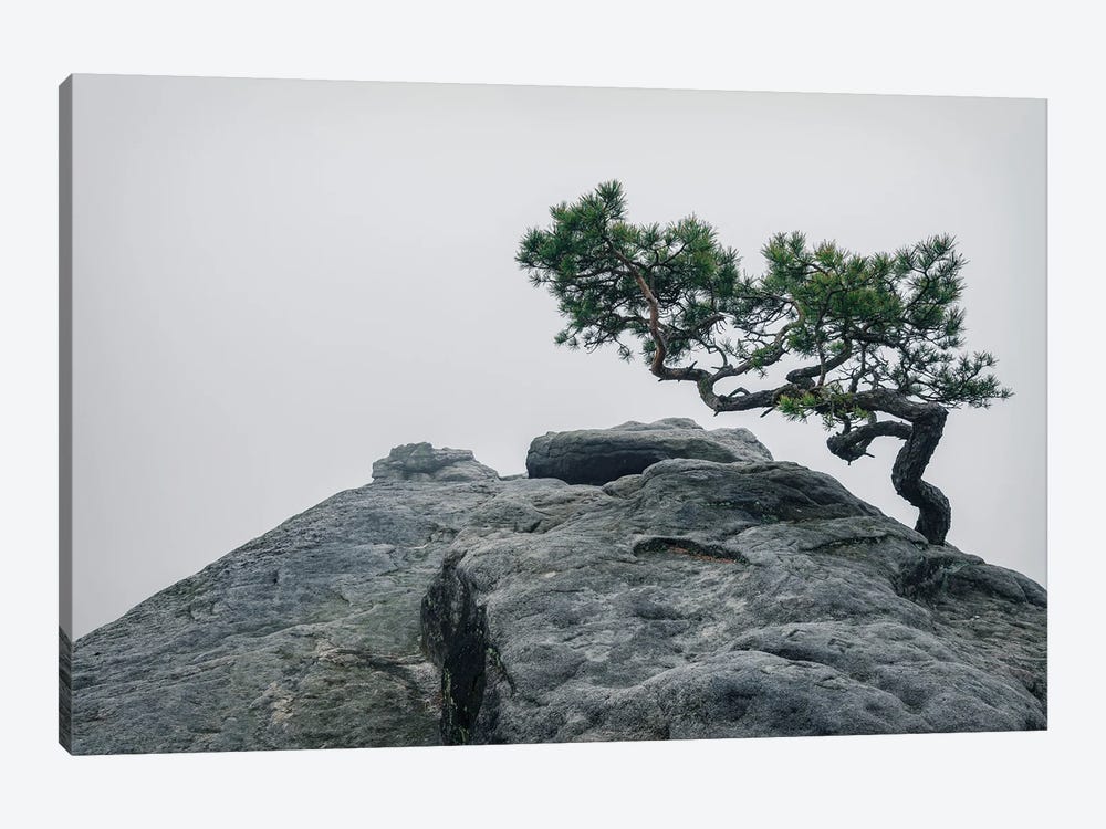 Foggy Pine by Michael Schwan 1-piece Art Print