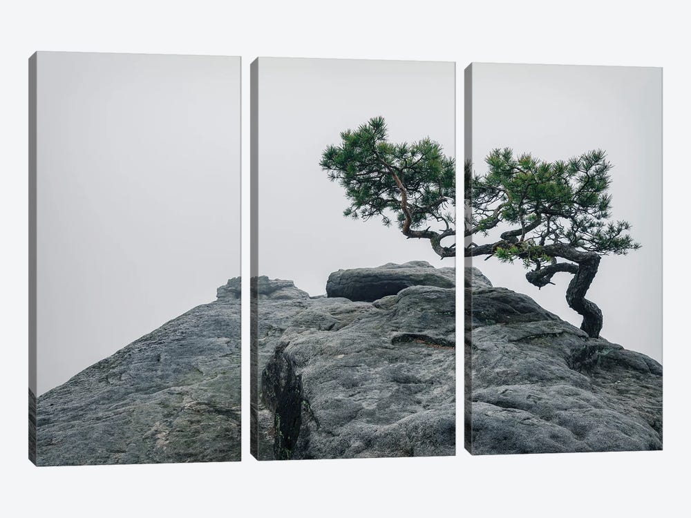 Foggy Pine by Michael Schwan 3-piece Canvas Art Print