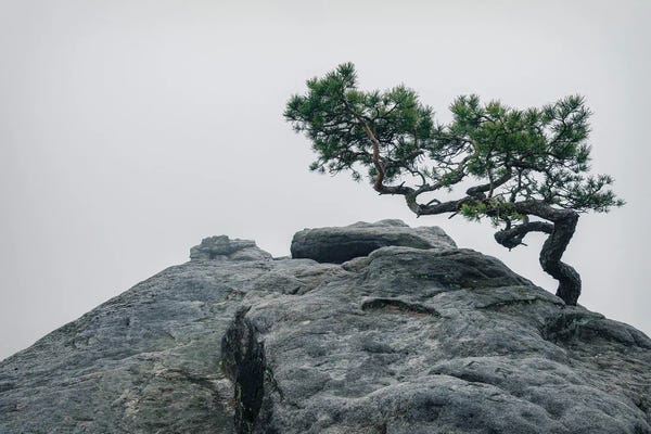 Michael Schwan: Foggy Pine by Michael Schwan