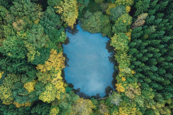 Michael Schwan: Forest Lake by Michael Schwan