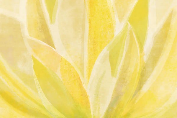 Modern Tropical: Succulent And Sunshine by Modern Tropical