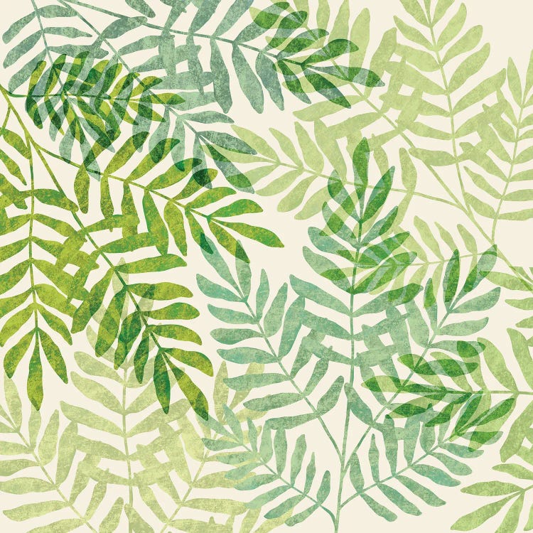 Tropical Forest Ferns