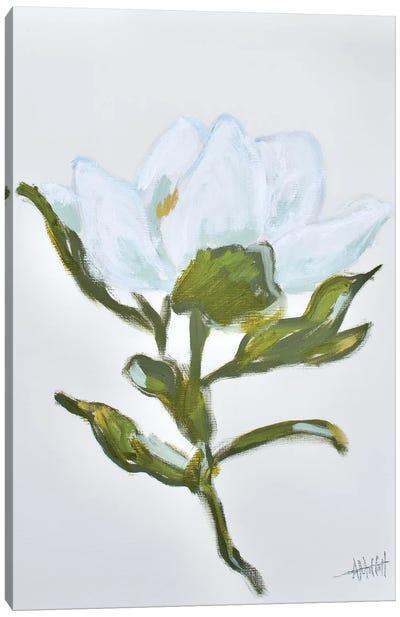 Magnolia II Canvas Art Print - April Moffatt