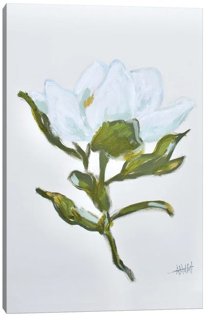 Magnolia - Queen Of The South I Canvas Art Print - April Moffatt