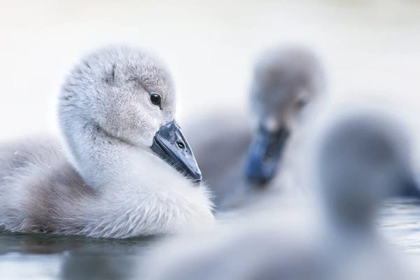 Mateusz Piesiak: Cygnets I by Mateusz Piesiak
