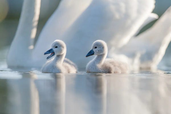 Mateusz Piesiak: Cygnets II by Mateusz Piesiak