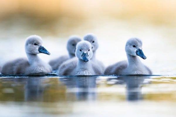 Mateusz Piesiak: Cygnets III by Mateusz Piesiak