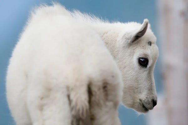 Mateusz Piesiak: Mountain Goat by Mateusz Piesiak