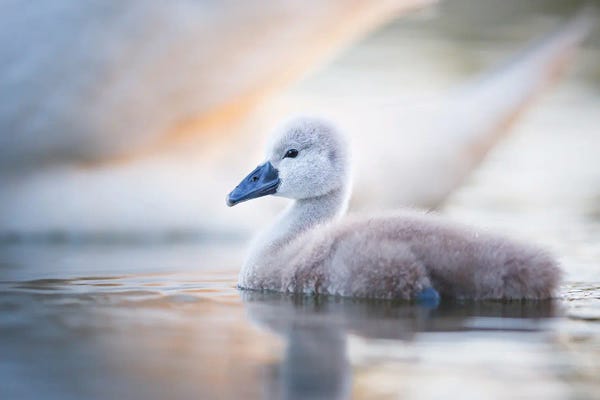 Mateusz Piesiak: Cygnet II by Mateusz Piesiak