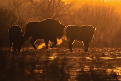 Bison by Mateusz Piesiak canvas print