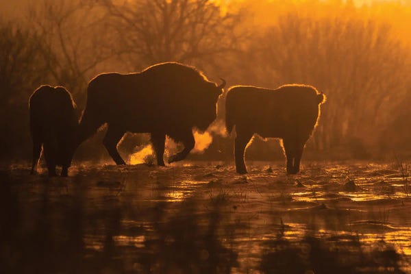 Photography: Bison by Mateusz Piesiak