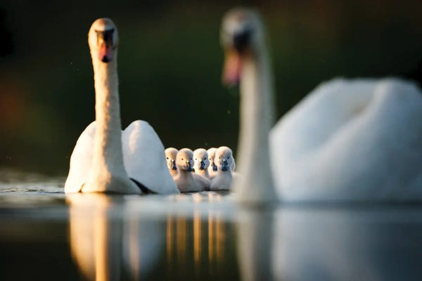 Mateusz Piesiak: Swan Family by Mateusz Piesiak