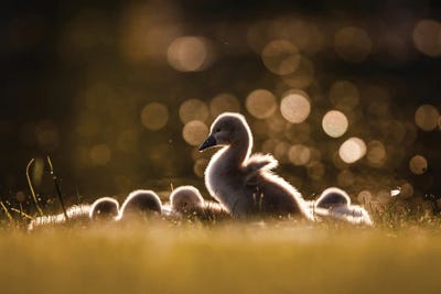 Dream Of Flying by Mateusz Piesiak framed canvas print